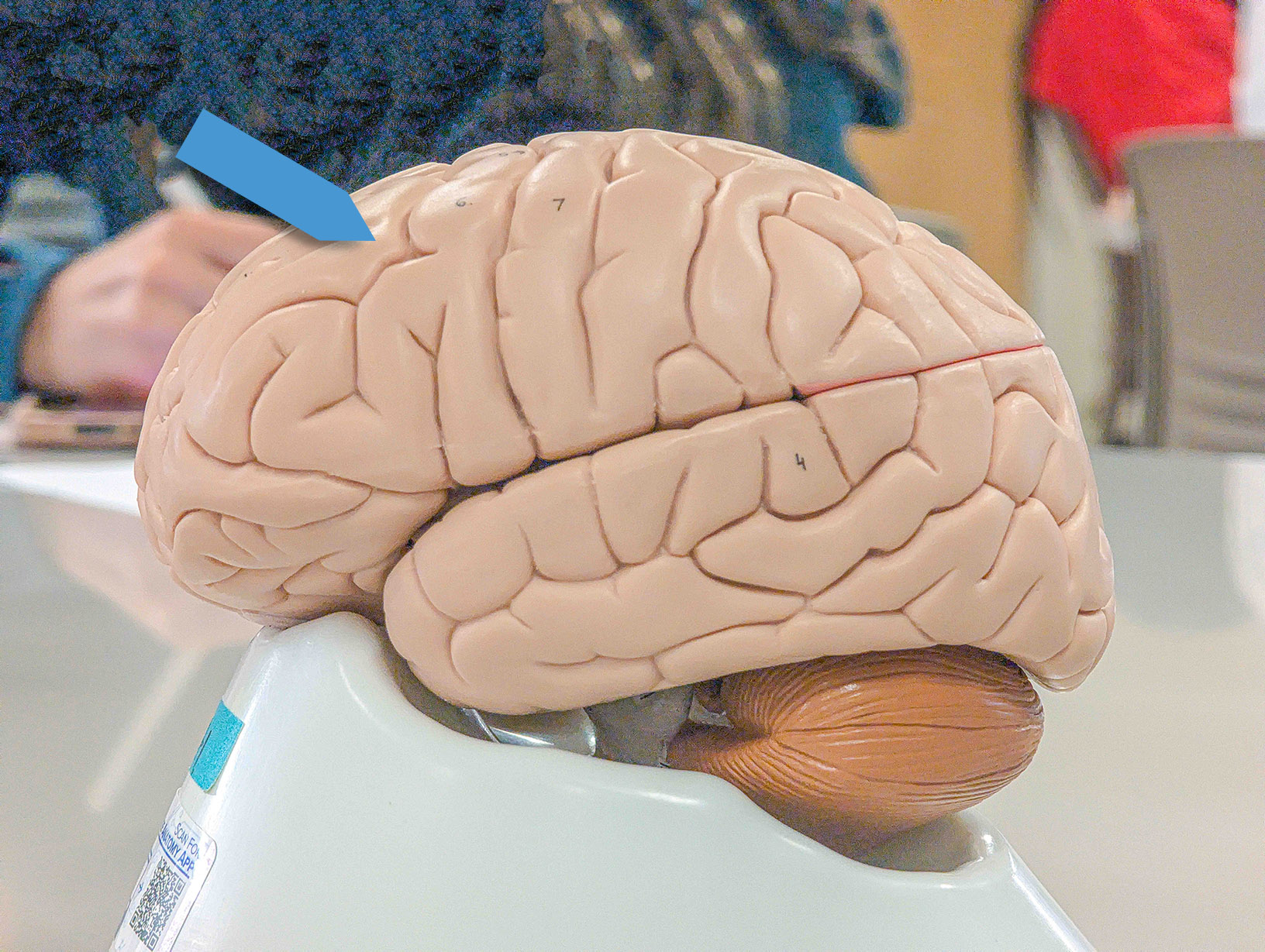 <p>What is the function of the specific functional area of the brain at the pointer?</p>