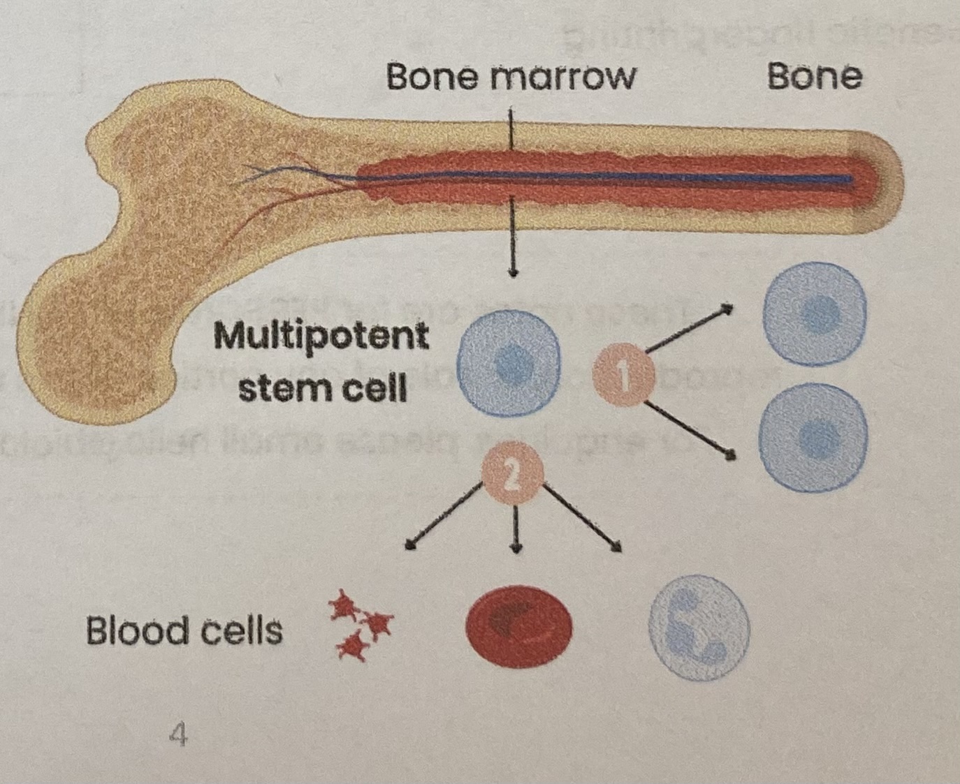 <ul><li><p>Found in <strong>mature mammals</strong></p></li><li><p>Can <strong>divide</strong> AND <strong>differentiate</strong> into <strong>limited number </strong>of cell types </p></li></ul><p>EXAMPLE<strong>: </strong>multipotent cells in <strong>bone marrow</strong> can divide and differentiate into different types of <strong>blood cell</strong></p>