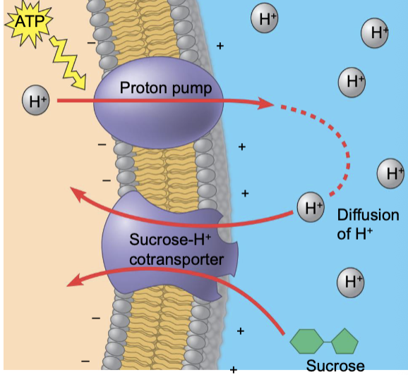 <p>cell wants to bring in sucrose, but sucrose is in low concentration outside cell</p><p>can do so in 2 steps</p><ul><li><p>1st: primary active transport uses ATP energy to move H+ ions from low to high concentration</p></li><li><p>2nd: can use high concentration of H+ ions on outside of cell to couple with the sucrose and then when the H+ comes into the cell, so will sucrose</p></li></ul><p></p>