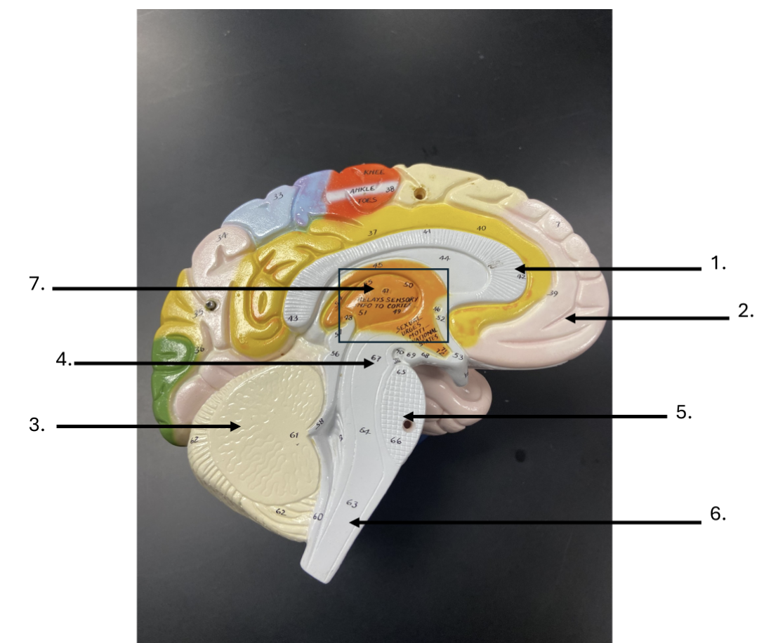 <p><span>What is the name of the strucuture indicated by #1 in the image below?</span></p>