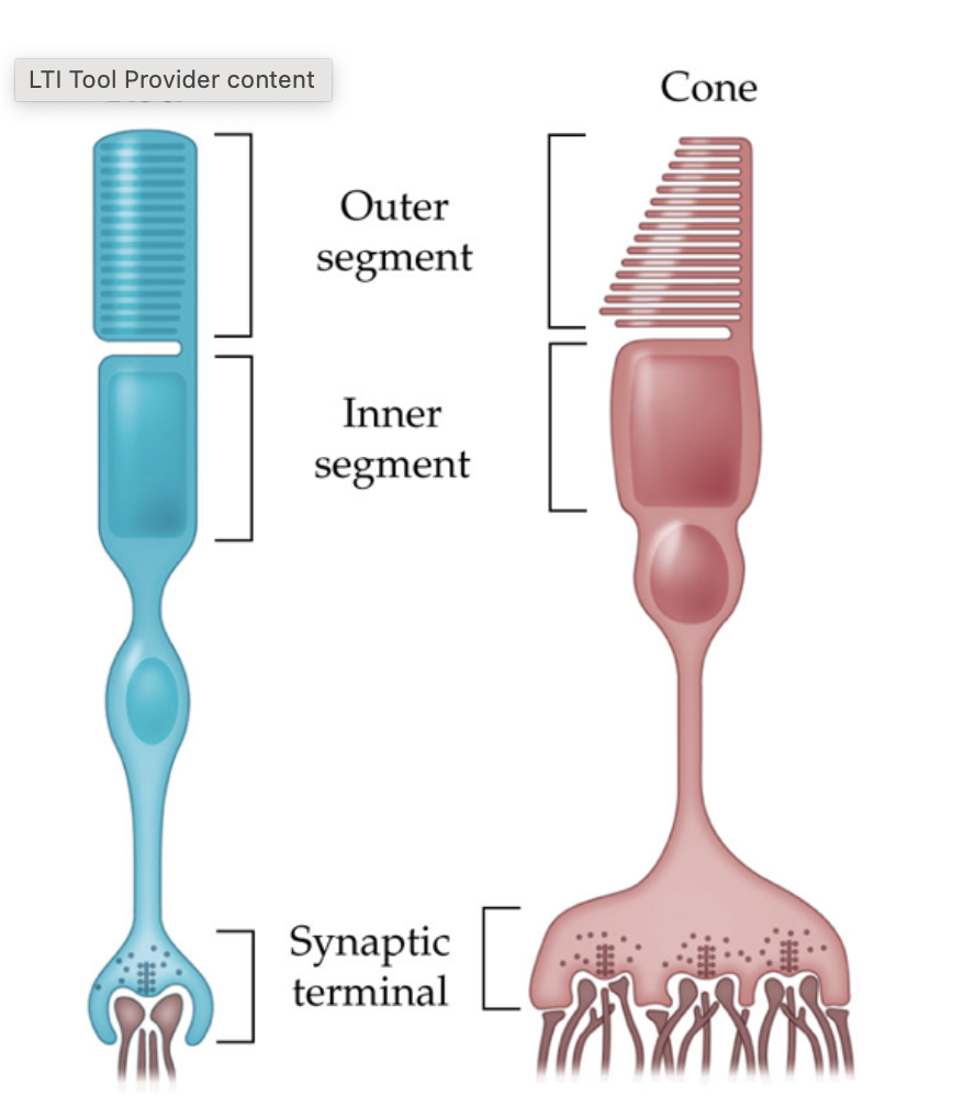 <p>which is the rod, which is the cone, and how can you tell them apart anatomically? </p>
