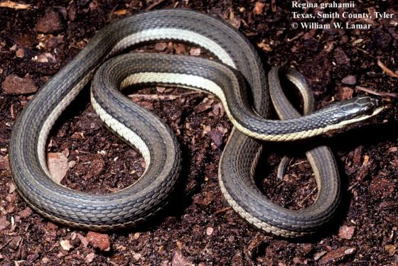 <p>Colubridae. Found statewide except for Ozark Plateau. Aquatic</p>