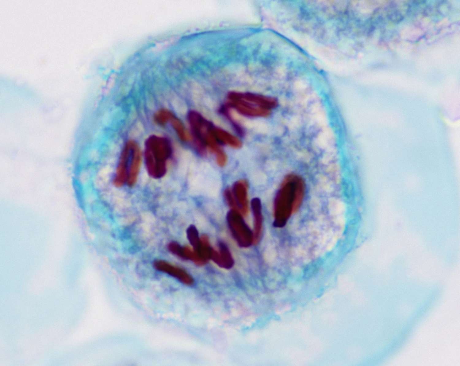 <p>chromosomes are pulled away by spindle fibers</p>
