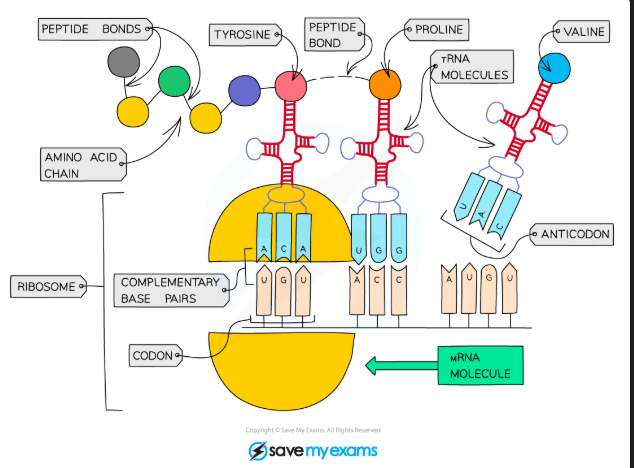 <ul><li><p>Ribosome <strong>reads</strong> the code on the mRNA in groups of three</p></li><li><p>Each triplet of bases codes for a specific AA</p></li><li><p>Carrier molecules bring specific AA to growing polypeptide chain in correct order (due to anti-codon being complementary)</p></li><li><p>Ribosome translates the sequence of bases into a sequence of AA that make up a protein</p></li><li><p>After AA chain has been assembled it is released from the ribosome so it can fold and form the final structure of a protein</p></li></ul><p></p>
