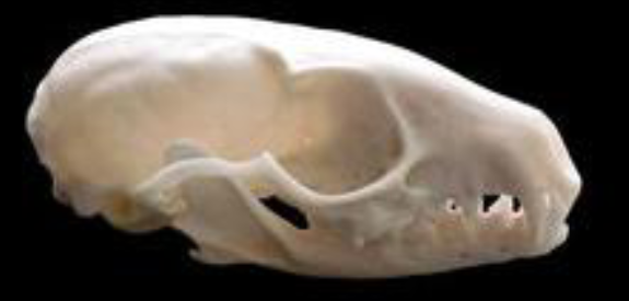 <p>Bassariscus astutus</p>