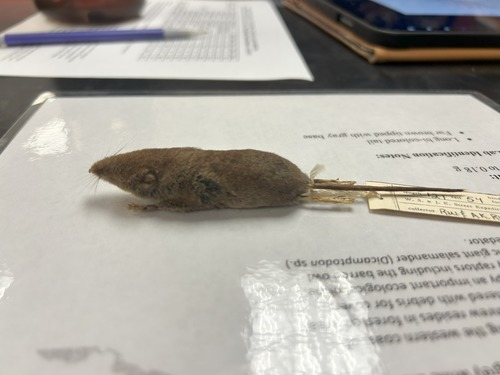 <p>What is the family of this animal</p>