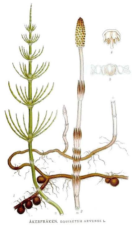 <p>Prêle des champs</p><p>Equisetum arvense</p><p>PTERIODOPHYTES</p>