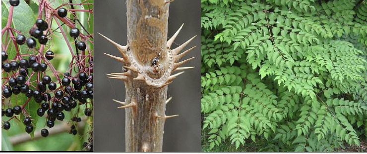 <p>Family:<br>Genus:<br>Species:<br>Common Name:</p>