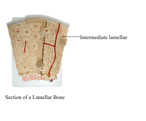 <p>Lamellae</p>