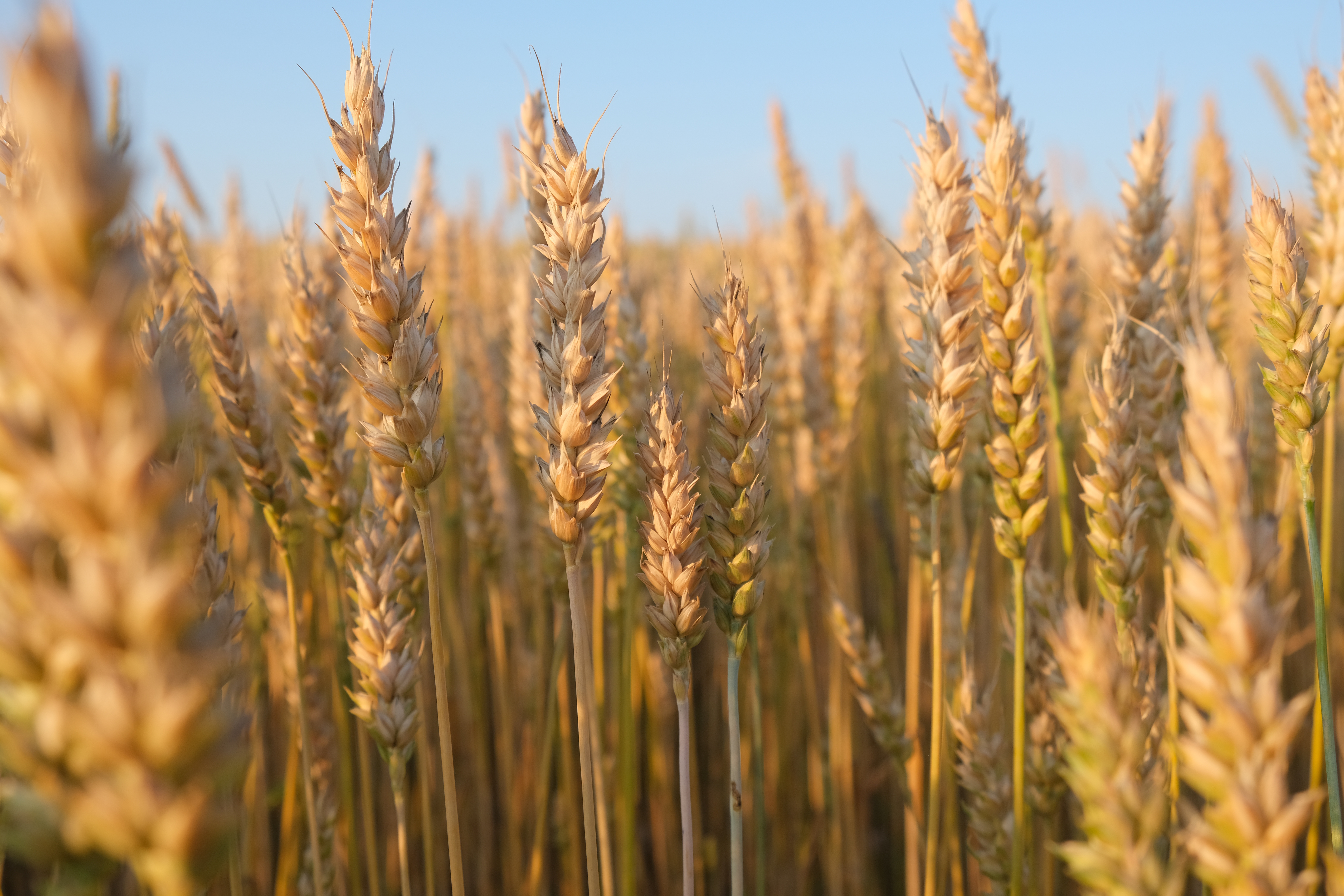 <p>Wheat</p>