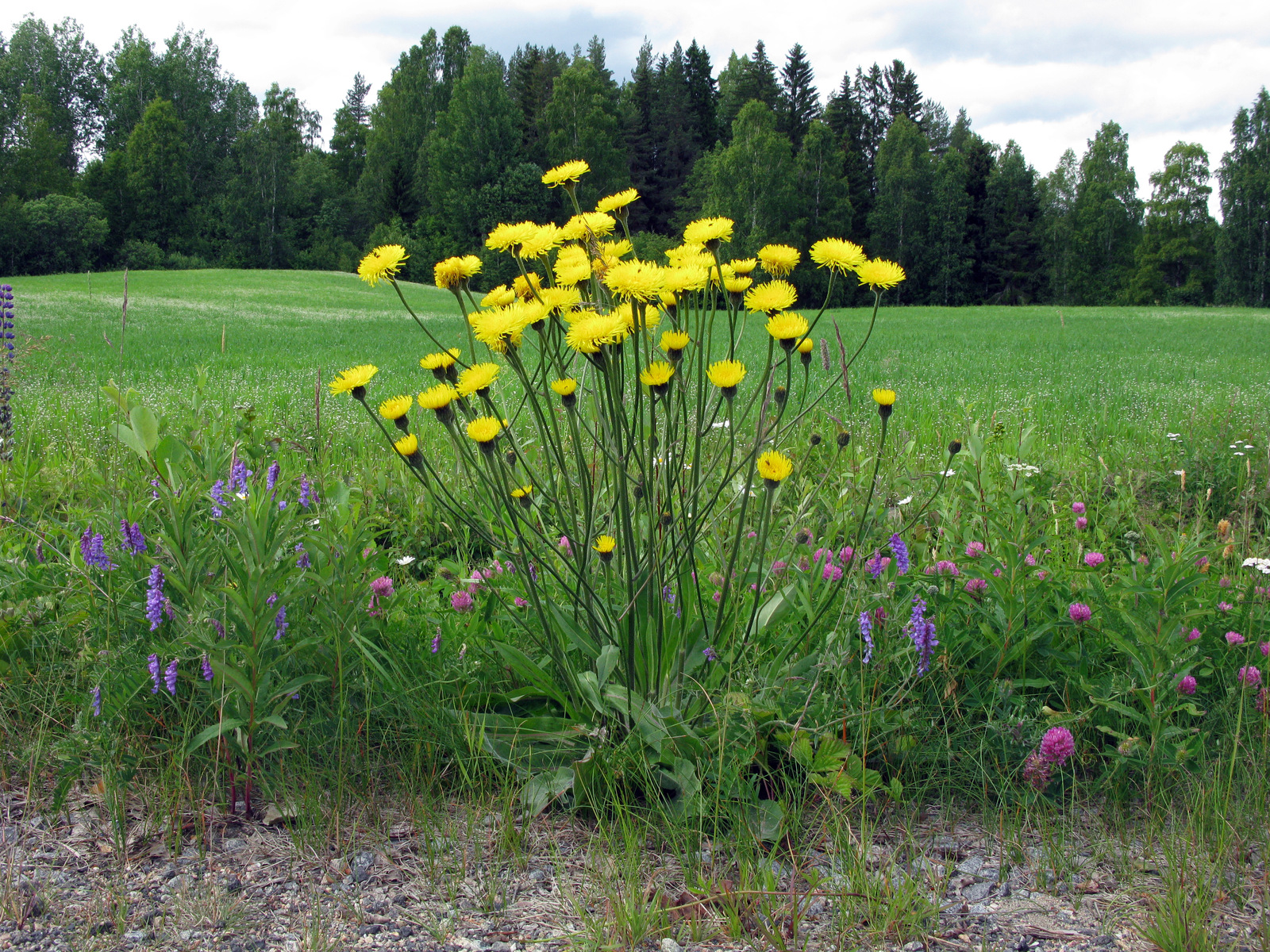<p>sid 506 korgblommiga växter, </p><p>rödråsa mittennerv och fläckig bladrosett</p>