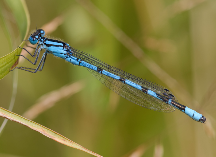 <p>What is the name of these bugs </p>