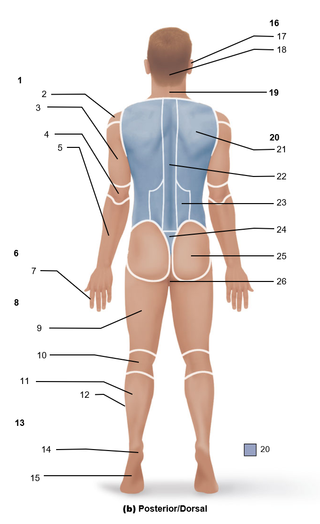 <p>21</p>