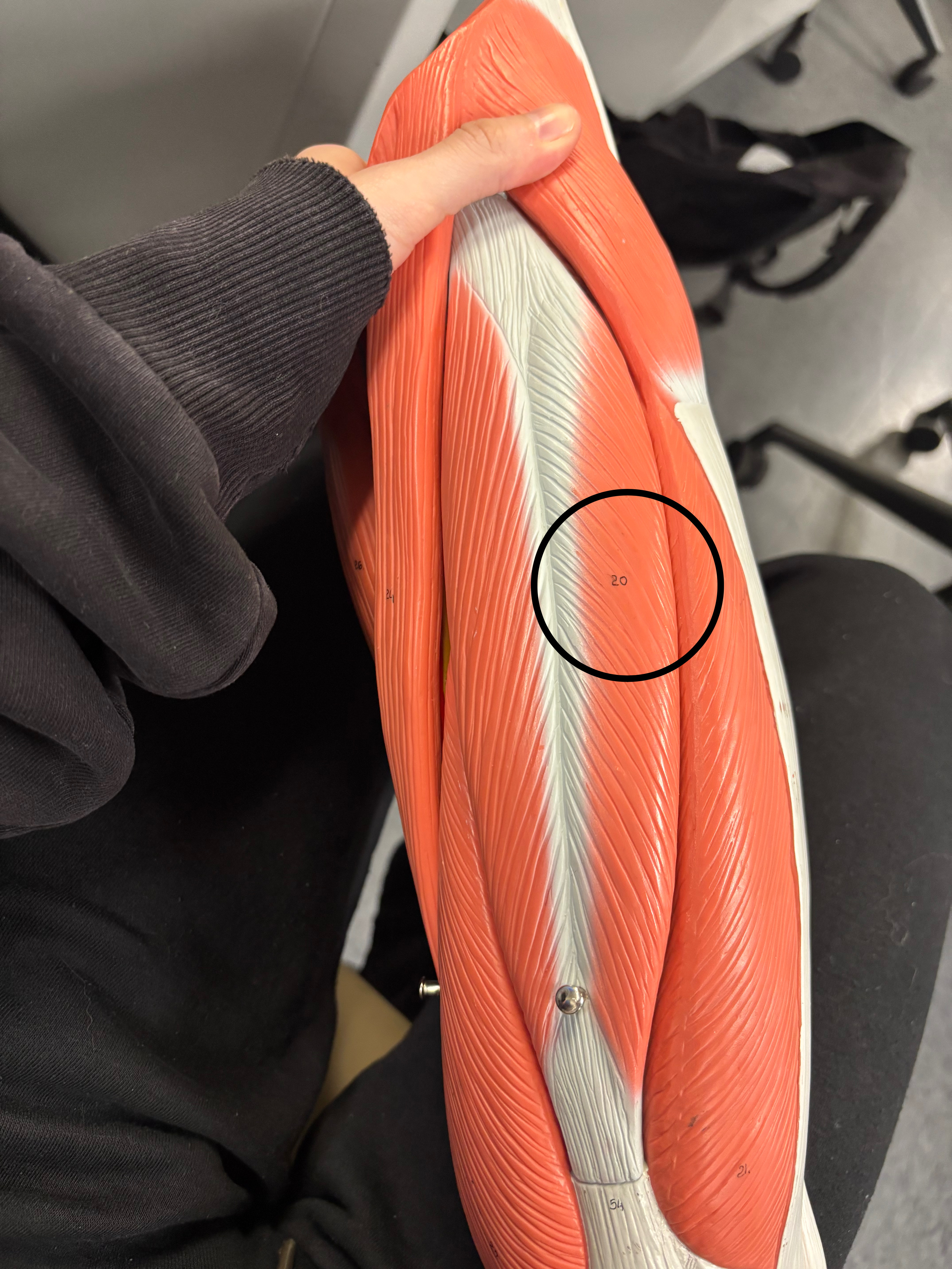 <p>Rectus femoris muscle</p><p>Flexion of the thigh at the hip joint, extension of the leg at the knee joint</p>
