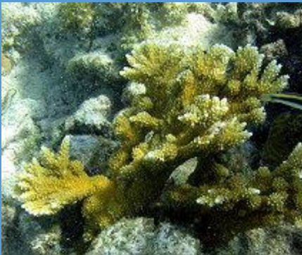 <p>What is this branching coral from the Scleractinia order? </p>