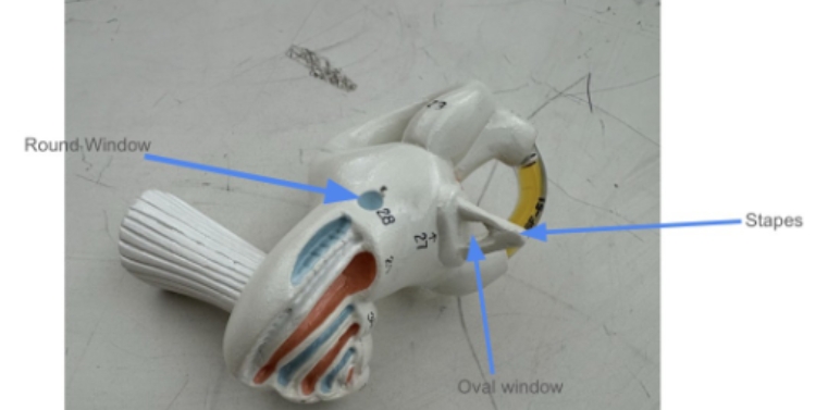 <p>stapes, oval window, round window</p>