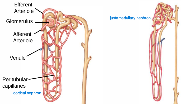 <p>Renal artery --> afferent arteriole --> glomerulus (capillary bed) --> efferent arteriole --> peritubular capillaries/vasa recti --> venule --> renal vein </p><div data-type="horizontalRule"><hr></div><p>difference from rest of body = go to 2 diff arterioles & capillaries before venules & veins </p><ul><li><p>impt bc both can contract & dilate </p></li><li><p>peritubular capillaries/vasa recti = reabsorb glucose back to body</p></li></ul><p></p>