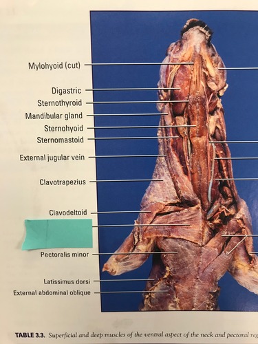 <p>Clavodeltoid</p>
