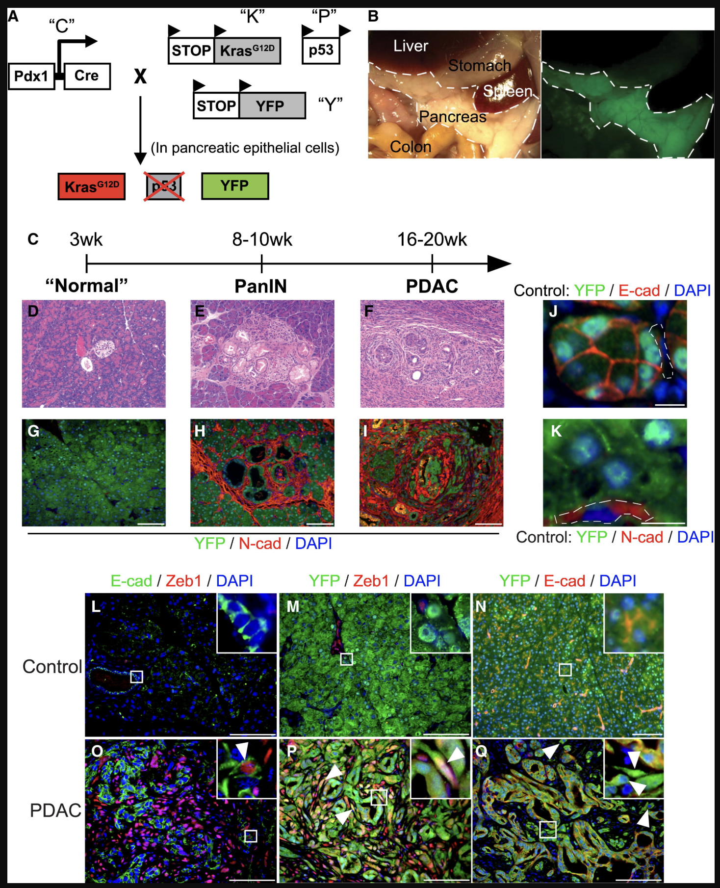 <p>What is going on in panels J and K?</p>