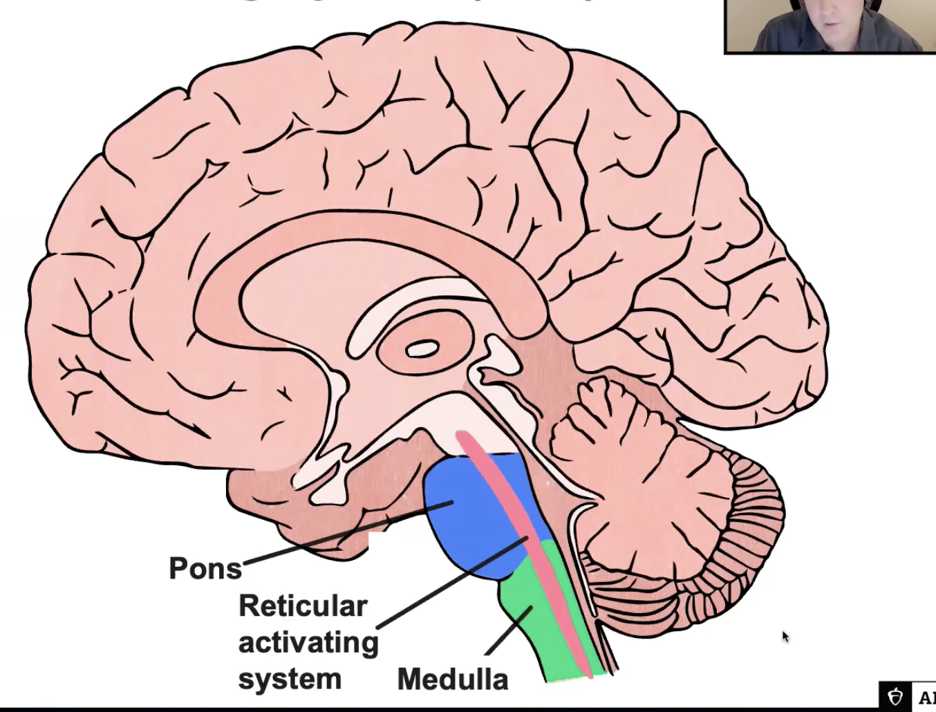 <p>Hindbrain: Reticular Activating System (RAS)</p>