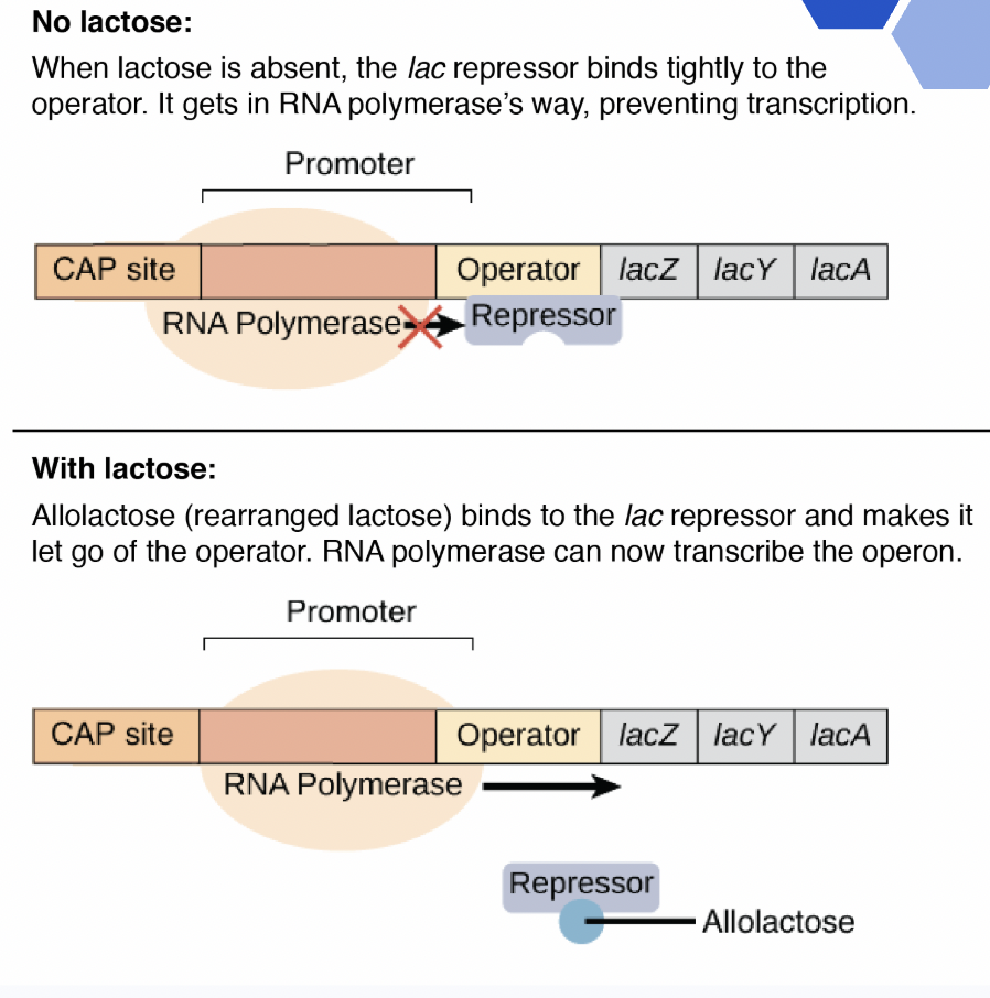 <p>Is this positive or negative <span style="background-color: transparent;">transcriptional control?</span></p>