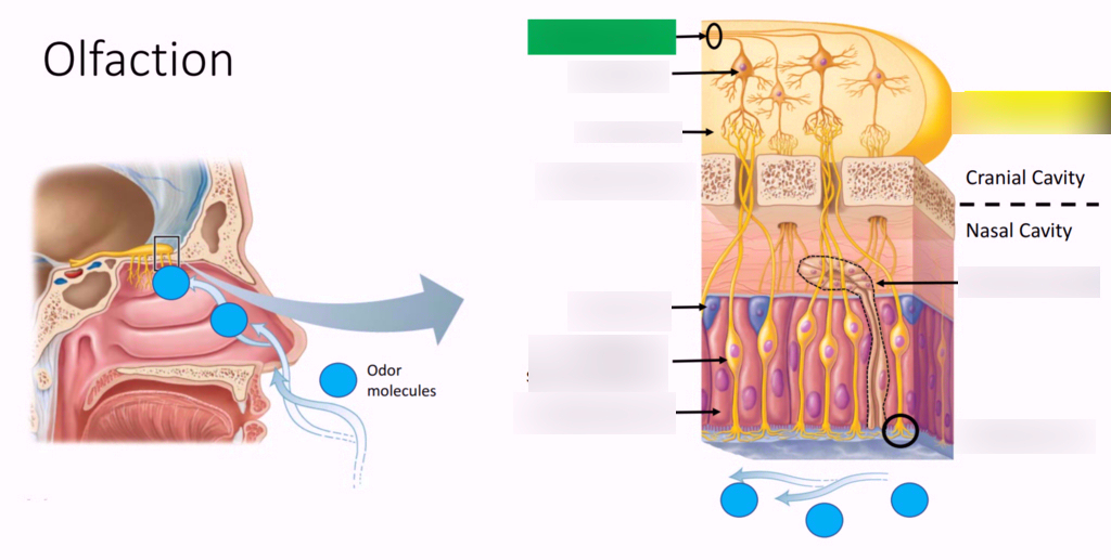 <p>Label- axons of CN1, Olfactory bulb, cubiform plate, olfactory gland, olfactory epithelium, mucus layer, supporting cell, olfactory receptor neuron</p>
