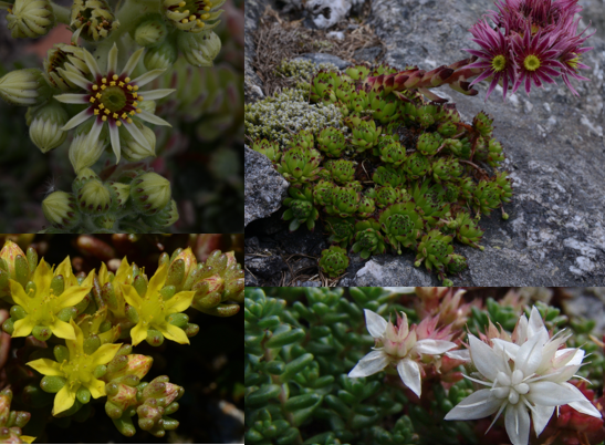 <ul><li><p><span>kruidachtige planten, bladen/stengels vlezig-succulent (soms struikachtig)</span></p></li><li><p><span>Bladeren enkelvoudig</span></p></li><li><p><span>Bloeiwijze meestal bijscherm, soms tuil of pluim, zelden alleen of in<br>okselstandige kluwens</span></p></li><li><p><span>bloemen tweeslachtig, met straalsymmetrie</span></p></li><li><p><span>Kelk (3)-5-(20) vlezige kelkbladen,</span></p></li><li><p><span>Kroon (3)-5-(20), kroonbladen niet vlezig, vrij</span></p></li><li><p><span>meeldraden : evenveel of dubbel zoveel als kroonbladen</span></p></li><li><p><span>Vruchtbladen : evenveel als kroonbladen, niet vergroeid, vruchtbeginsel bovenstandig stelsel van kokervruchtjes</span></p></li></ul><p><br></p>
