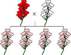 <p>when one allele is not completely dominant over the other, or blending occurs (ex. Red + White = Pink)</p>