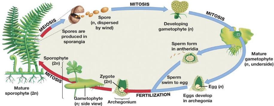 <p>What plant type does this lifecycle belong to?</p>