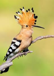 <p>Hoopoe</p>