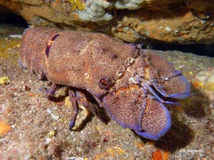 <p>- Up to 45cm long with a shell width of 12cm</p><p>- Brown and reddish body which is typically flat and robust with a large tail which is covered in thick granules and short hairs.</p><p>- Antenna have transformed into smooth plates.</p>