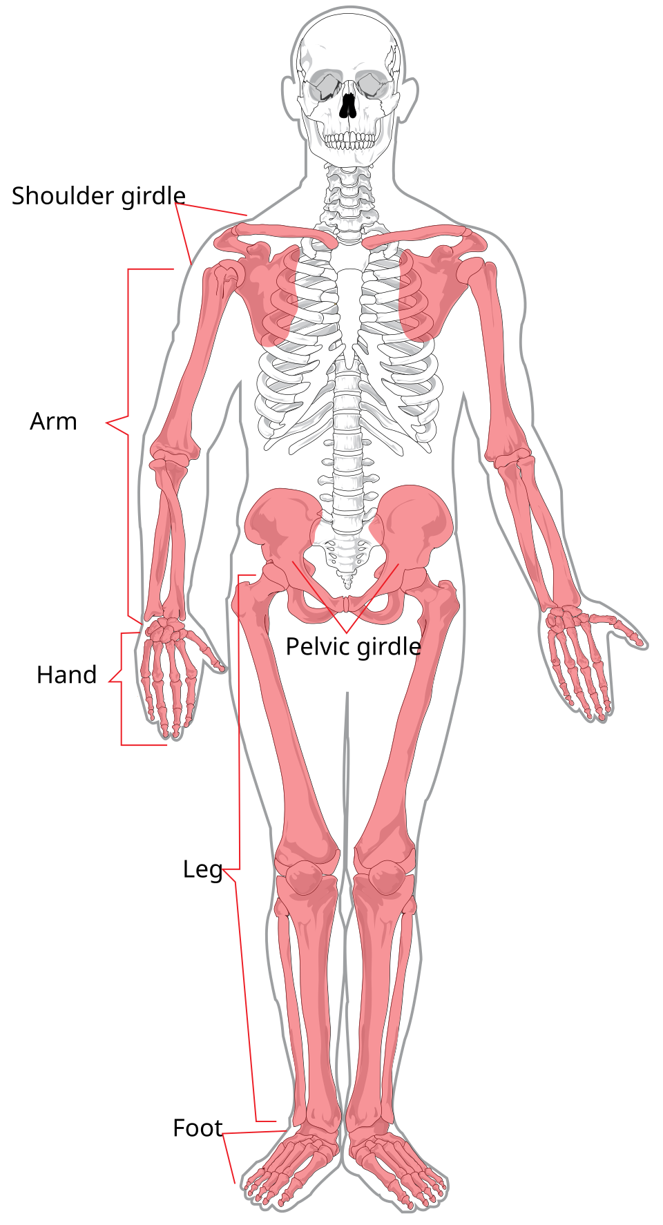 <p>(126 bones) limbs, shoulder, and pelvis </p>