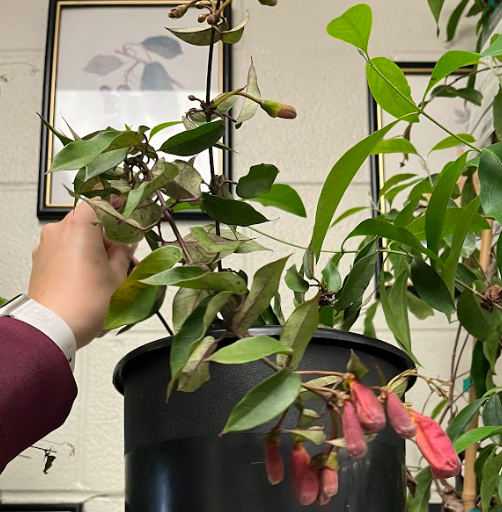 <ul><li><p>shades of orange and red</p></li><li><p>alternate in arrangement</p><ul><li><p>simple leaf</p></li></ul></li><li><p>new growth is bright lime green</p><ul><li><p>old growth is darker green</p></li></ul></li></ul><p></p>