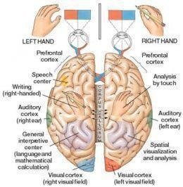 <p>Specialises in r<strong>eading and writing, speech comprehension, mathematics,</strong> etc. It <strong>controls the right side of the body.</strong></p>