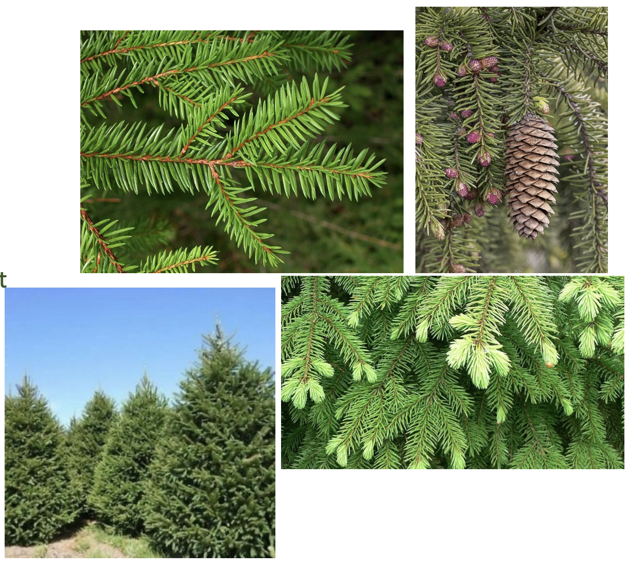 <p>(Invasive, sparrenplantages, vooral in Wallonië)</p>