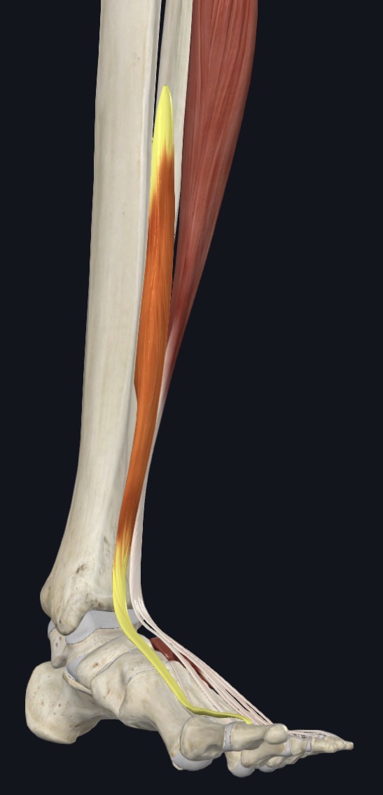 <p>Extends great toe &amp; dorsiflexes ankle joint</p>