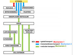 <p>transcription occurs in nucleus, translation begins in cytosol</p><p>if nuclear/mitochondrial/peroxisomal protein, finish translation in cytosol</p><p>if secreted/transmembrane/lysosomal protein (like an antibody), finish translation in rough ER</p><p>if transmembrane protein, signal sequence will remain as transmembrane region, otherwise it acts as anchor that is removed later</p><p>if nuclear protein, nuclear localization signal</p><p>if ER protein, retrograde transport brings it back to ER from Golgi</p><p>vesicle buds off ER lumen, bringing the protein to its target</p>