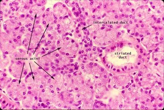<p>serous salivary gland</p>