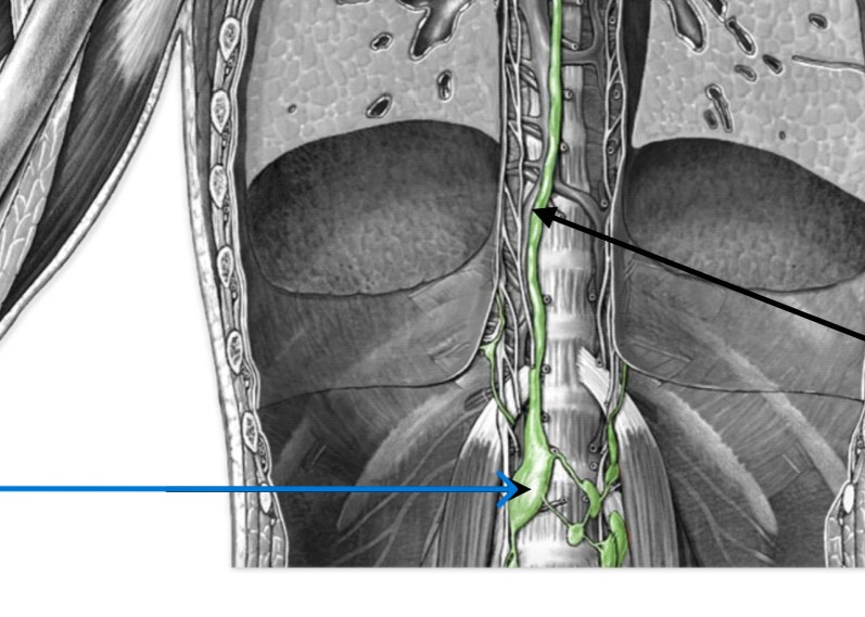 <p>Which lymphatic organ:</p><ul><li><p>Sac-like</p></li><li><p>Located L1-L2, right of aorta</p></li></ul><p></p>