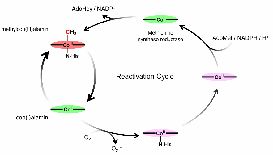 <p>Co(I) d8 is a Supernuecleophile</p>