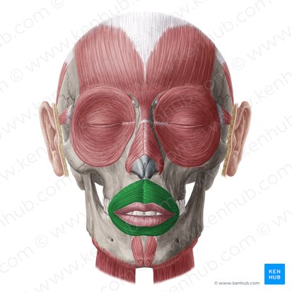 <p>-speech, lip movements (eg; kissing)</p>