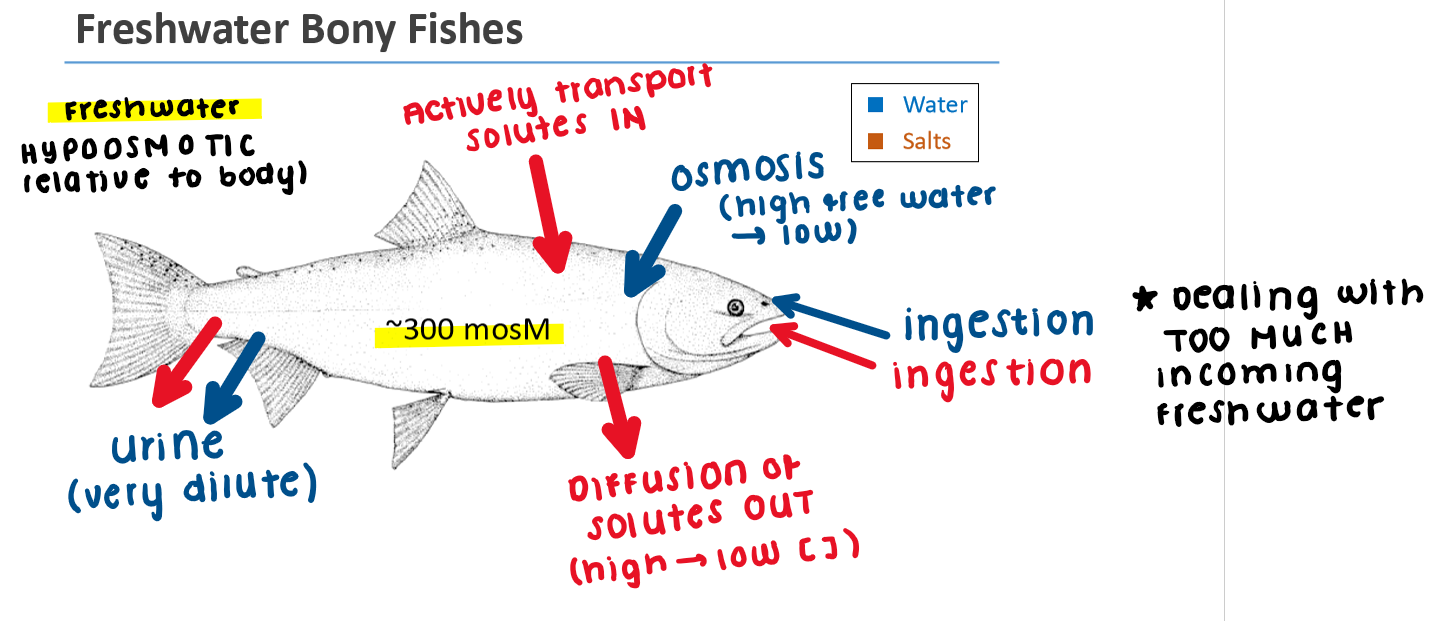 <p>Freshwater Fish: Osmoregulator</p>