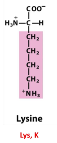 <p>Lys, K, pKa= 10, Positively Charged R Group</p>