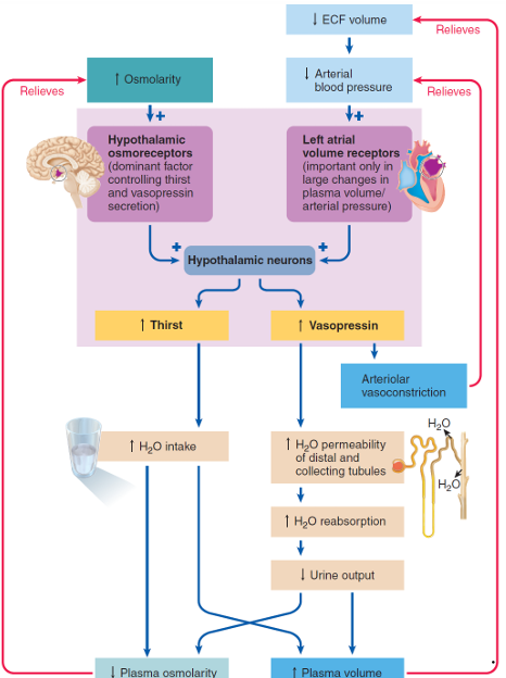 <p>increase water reabsorption by kidney tubules (so decrease urine output) will decrease plasma osmolarity and increase plasma volume</p>