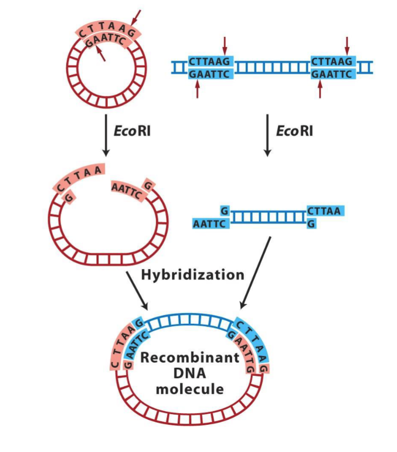 <p>Complementary sticky ends can anneal/hybridize to form a recombinant DNA molecule.</p><p>The backbones can be ligated together with ligase.</p><p></p>