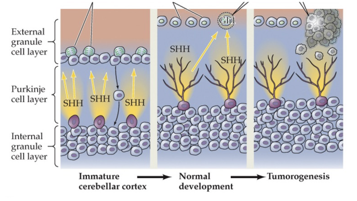 <p>the figure above demonstrates the pathogenic process that occurs in </p>