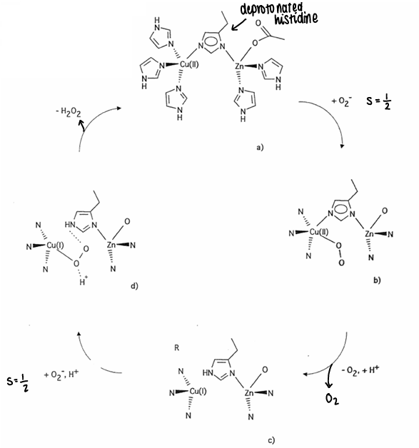 <p>It is a metalloprotein used to remove O<sub>2</sub><sup>-</sup>.</p><p>2O<sub>2</sub><sup>-</sup> + 2H<sup>+</sup> → O<sub>2</sub> + H<sub>2</sub>O<sub>2</sub> </p>