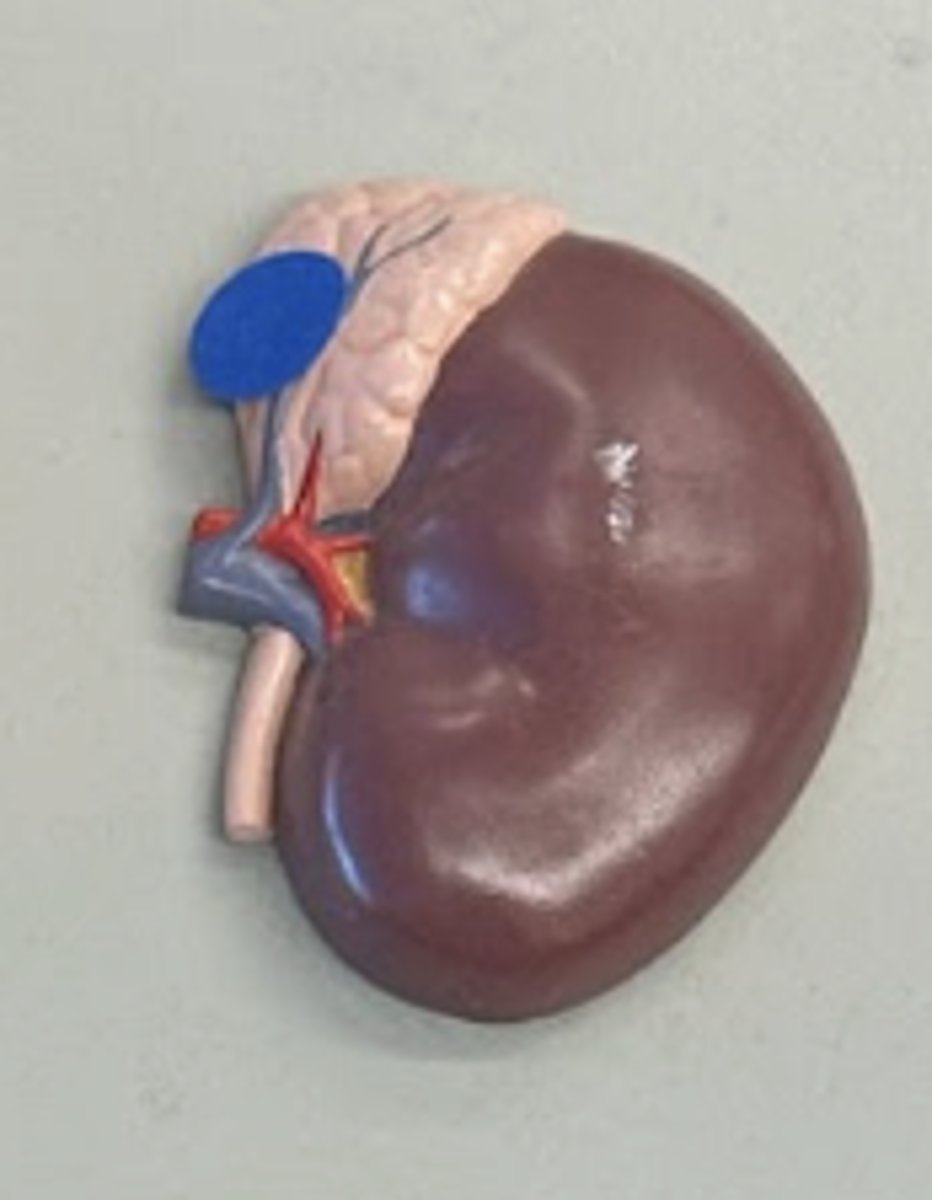 <p>on top of kidney</p>
