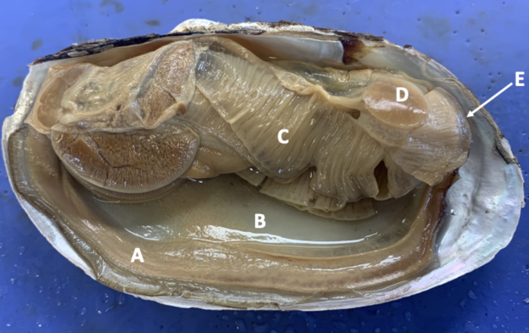 <p>Identify structure C</p>