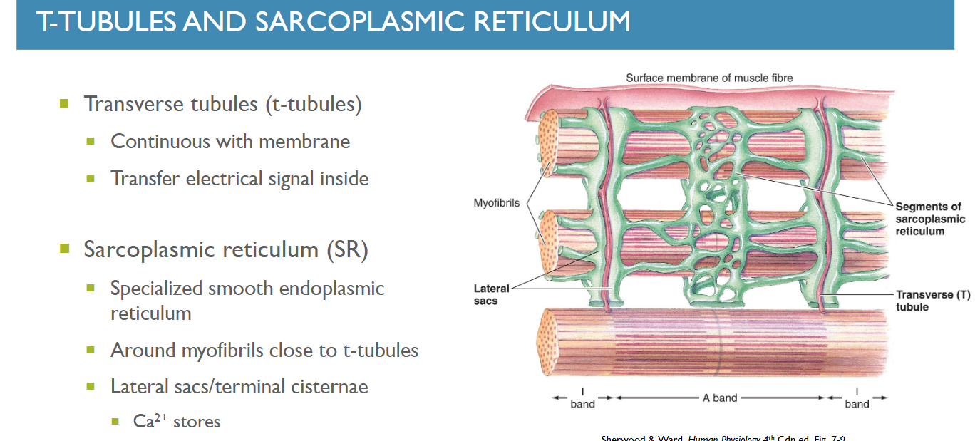 <p>SR = modified smooth endoplasmic reticulum that consists of a fine network of inter connected compartments surrounding each myofibril like a mesh sleeve</p><ul><li><p>This membranous network encircles the myofibril throughout its length but is not continuous. Separate segments of SR are wrapped around each A band and each I band.</p></li><li><p>act as web-like sacs (lateral sacs / terminal cisternae) which store calcium ions (Ca 2+)</p></li><li><p>stored calcium will be released into the cytosol of a muscle fibre in the prescence of an action potential for muscle contraction</p></li></ul><p></p>